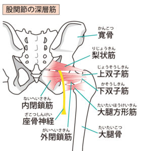 股関節の図